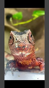 Happy World Lizard Day! From the Utah-native chuckwalla and Gila monster to the endangered Chinese crocodile lizard and rhinoceros iguana, the 11 resident lizard species in the Small Animal Building are unique and fascinating. Here are some fun facts about lizards you can see in the Small Animal Building: 💚 There are two venomous lizards in the Small Animal Building, the Gila monster and the beaded lizard. 💚 Solomon Islands skinks give live birth and somewhat take care of their young (called v