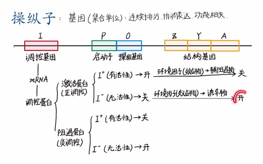 73.分子生物学/原核生物的基因表达调控/操纵子