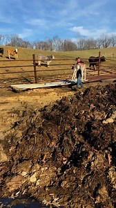 Good things he's sweet just like his mama🤍 didn't give us one problem getting him back in the fence | Denny Farm Life