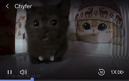 #fyp #foryou #cat | kitten