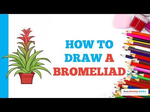 How to Draw a Bromeliad: Easy Step by Step Drawing Tutorial for Beginners