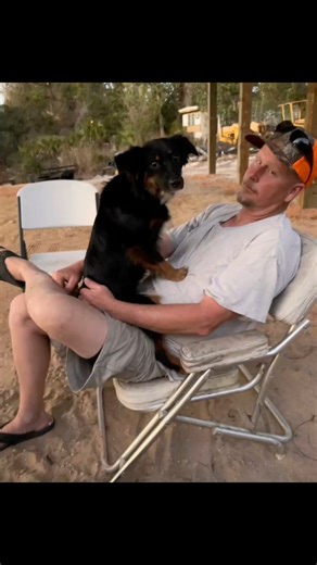Patchouli is the Lapdog royalty.. she loves her daddy’s lap every chance she gets.. lovealways and furever blessed DenisesOcalaforest Florida Aussies Honey, I shrunk the Aussies | DenisesOcalaforest Florida Aussies