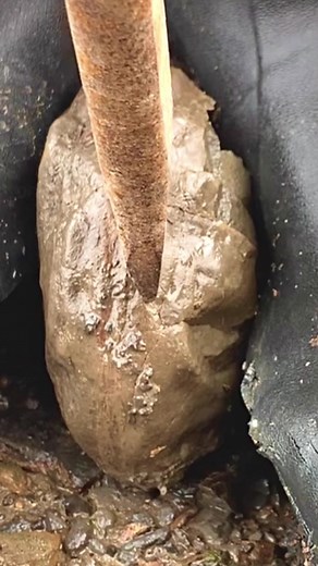 This Hildoceras would have swam the Jurassic coast alongside the Ichthyosaurs, Plesiosaurs, fish and crocodiles! 🐊🐛 It’s around 185 Million Years Old, but some fossils can date back to even much longer ago than this! If you would like a fossil similar to this or to crack open some of your own Jurassic rocks please message us directly or visit our website Yorkshirefossils.NET 🦕🦖 Thanks in advance for supporting the page #natural #nature #fyp #fossil #fossils #ancient #animals #art #ammonite #