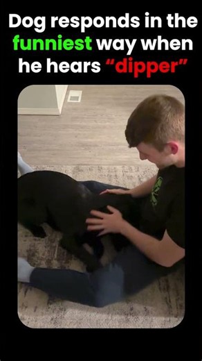 Black Labrador Funniest Response To "Dipper"