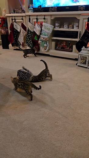 My Bengal babies playing. | Alexander Bengal's cats and kittens