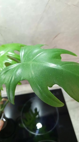 Как зовут этого красавчика? Поделитесь мнением!