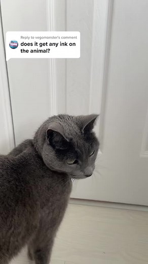 Mess-Free Paw Print Kits for Pet Lovers