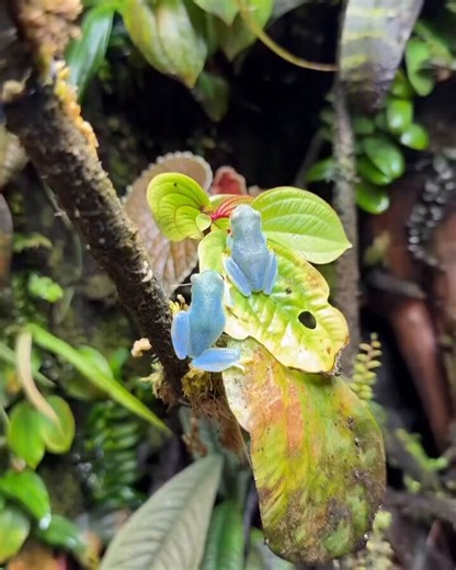 Five species, five different color patterns. Many of these frogs are poisonous in the wild but not in captivity