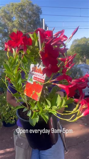 Guildford Garden Centre on Instagram: "Mandevila is a gorgeous full sun climber! Amazing in hanging baskets, climbing over archways, patios and trellises. Bored of jasmine? This is your plant! 🌷#guildfordtowngardencentre #mandevilla #plantpeople #community #perthgardeners"