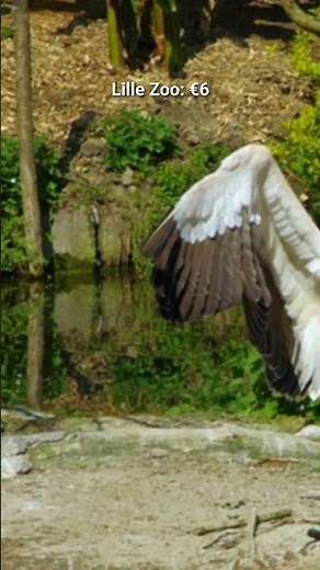 Things to do in Lille with Costs