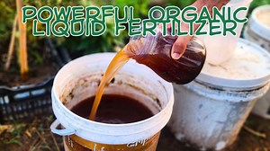 Easy Homemade Organic Liquid Fertilizer Just 2 Ingredients