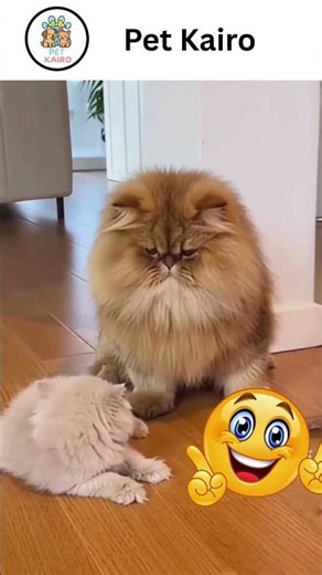 😂 Funny Pets Gone Wild! You Won’t Stop Laughing 🐶🐱 #petkairo #shorts #cat #dog #funny #viral #pets