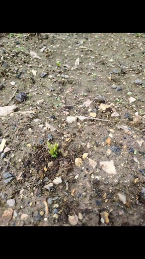 Hippie Hill Farms on Reels