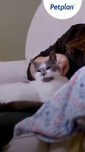 Our TV adverts highlight the thousands of stories that go on in practices across the UK every day. 🐾🐱 It’s not surprising that cats often feel anxious about going to the vets, they are most confident ruling their own domain and an unexplained trip to somewhere unfamiliar can be daunting. Here Petplan team member and practicing veterinary nurse Pauline gives tips on how to support your cat on a trip to the practice. 💙 For more advice visit 👉 https://bit.ly/PetplanWaitingRooms | Petplan UK