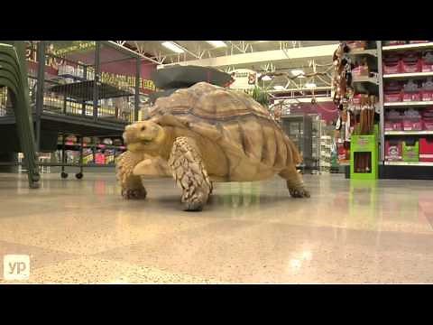 Petland | Pet Shop and Supplies | Columbus Ohio