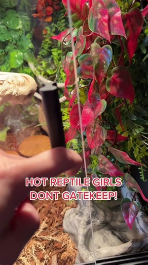 i want to keep these coming! amazon has tons of amazing products for our babies that id like to share! #reptilekeeping #foryoupage #dontshopatpetco #amazonmusthaves #propercareonly #snakesoftiktok #reptilesoftiktok #ballpythons #substrates #propercare #fyp #foryourreptiles