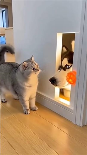 The Cat Pressed the Sensor... But a HUSKY Head Jumped Out! P02 😻🐶🤣