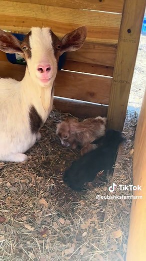 I started recording because Duchess was yelling as soon as I walked outside. So I originally thought that maybe she was going into labor, or hungry, or possibly stuck in something. I passed right by Feta, saw a white goat in the shelter and thought nothing else of it. But then it dawned on me…. Why are they not together? They haven’t left each others sides since we brought them here. So when I saw babies, I was SHOCKED! #goatsoftiktok #babygoats #homestead #farm #babyiscoming