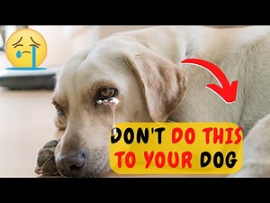 16 ATROCITIES THAT HURT YOUR DOG EMOTIONALLY