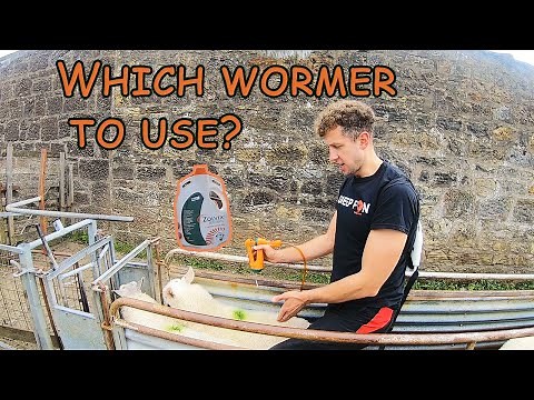 THE DRENCH TO DEFEAT ALL WORMS | How to use this new wormer properly to beat resistant worms!