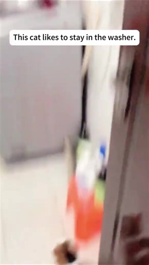 Cat and washing machine 😂 #funnyanimals#kitty#foryoupage#cutecat#cat#cats#catlover#catsoftiktok#funny#foryou#funnytiktok | Cute Animals