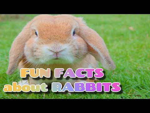 Fun and interesting facts about rabbits fun learning educational videos for kids, toddler, child.