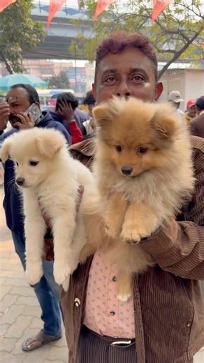 Culture and German Spitz Puppies 🐶 #petshub #dogbreed