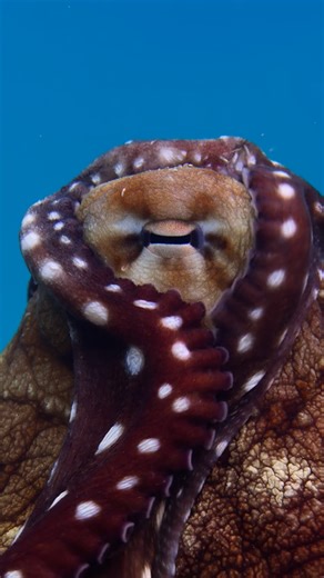 National Geographic on Instagram: "Nat Geo Explorer Dr. Alex Schnell has spent a lot of time studying octopuses, but her encounter with a day octopus proved to be one of the most magical moments. #SecretsOfTheOctopus is streaming on @DisneyPlus and @hulu."