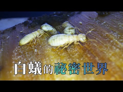 【公民科學】白蟻的祕密世界：你所不知的居家昆蟲 (我們的島 第1068集 2020-08-17)