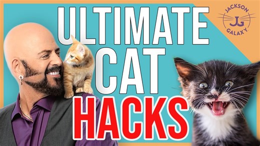 Top 10 Ultimate Cat Hacks - our best Cat tips!
