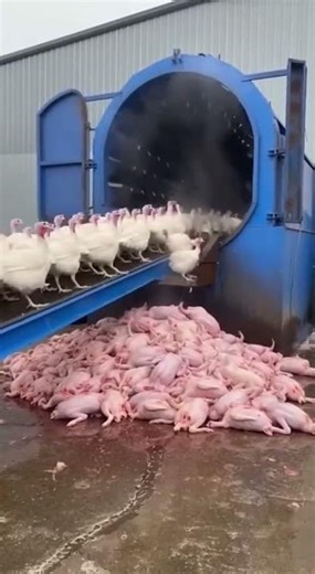 Rural Entrepreneurship: Starting a Successful Breeding Farm in the Village