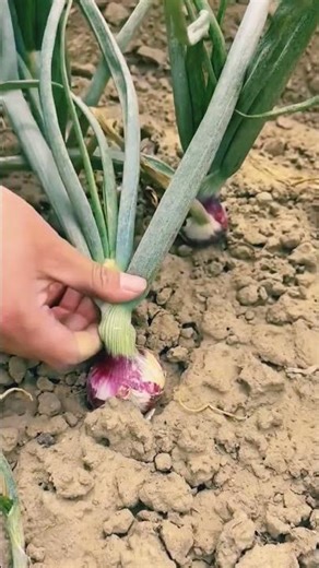 onion farming method for high yield | #shorts #onionfarming