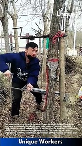 Tree care for beginners: a simple guide to straightening trees