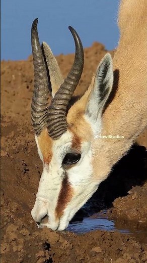 Springbok Antelope Drinking Water