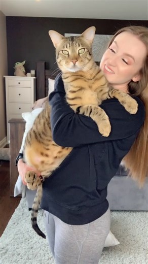 Giant Bengal Cat - Adorable Hybrid Feline Moments