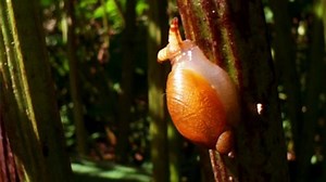 This deep-sea fish's expandable stomach can hold huge meals