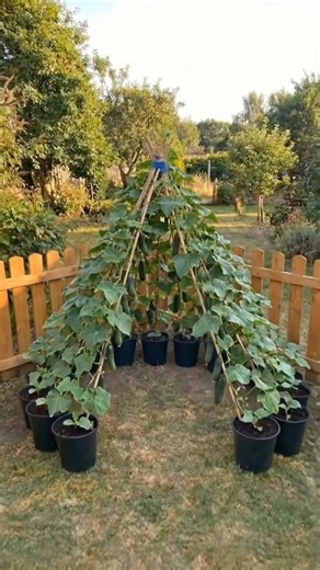 Cucumber Teepee Garden: A Space-Saving Vertical Growing Idea 🥒🌿