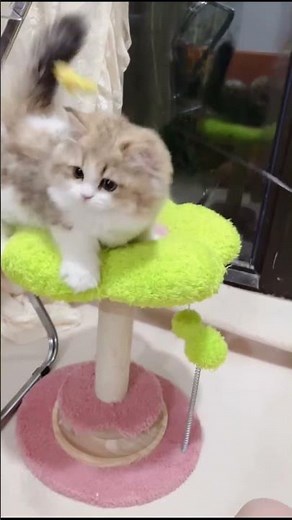 Orange Kittens & White Fluffy Kitten in the Cattery 🐾 Cute Cat Room Compilation