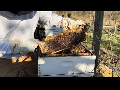 How I do a spring bee inspection!