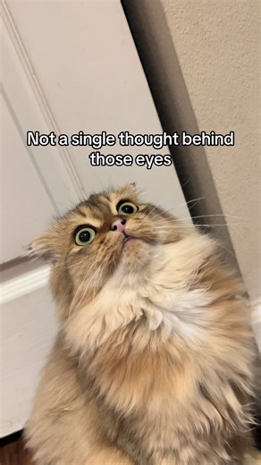 Autistic ass cat 🥀 | cat