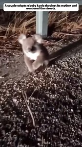 40K views · 2.2K reactions | Rescue baby koala #koala #animals #animalsrescue #pet #petsoftiktok #rescue | Beautiful Dogs Love | Facebook