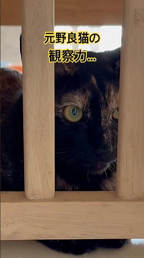 【保護猫】サビ猫。観察力抜群？おやつタイムも察知⁉️ #cat