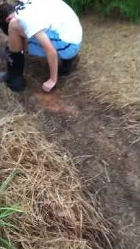 How to install an underground dog fence without tearing up your yard.