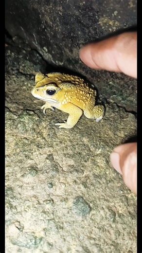 Catch toads and frogs make you laugh hahaha🐸😁#frog #animals #funny #shorts