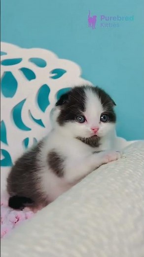 Meet Bubble: Adorable Scottish Fold Black with White Kitten & Warm Yellow Eyes 🖤🤍 #ScottishFold
