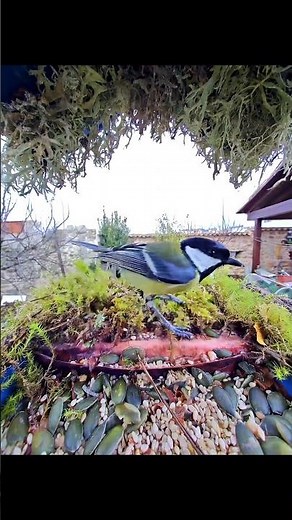Great Tit & Songbirds at the Feeder – Iberian Avifauna (1) | Eye On The Trail
