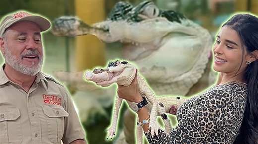 Ever seen a model feed a rare alligator? In this wild and unforgettable episode, we’re joined by a special guest who gets up close and personal with some of the rarest gators on the planet! 🐊 From nervous giggles to fearless feeding, this video is packed with cool animal moments, educational reptile content, and tons of fun. Whether you're here for the adventure, the animal education, or just love feel-good animal videos, this one’s got something for you. Watch as we share facts about these uni