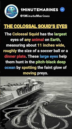 Why Colossal Squid Eyes Are So HUGE 🦑