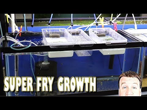 DIY Fry Hatchery: Growing out Fish Fry and Eggs