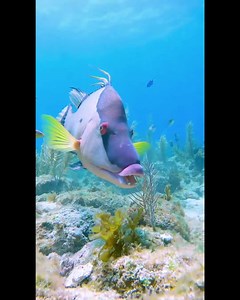 👉Beautiful hogfish👈 📷@anbusiello | Scuba Diving Shop